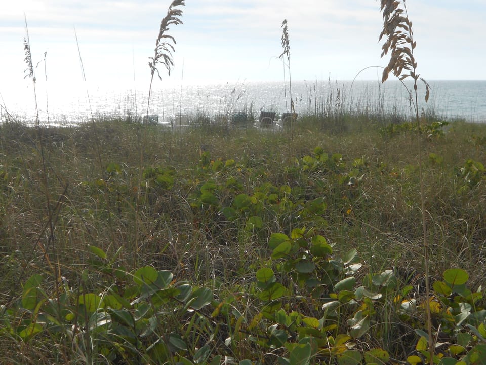Through the seagrass to the beautiful beach. Note the sun chairs are waiting 