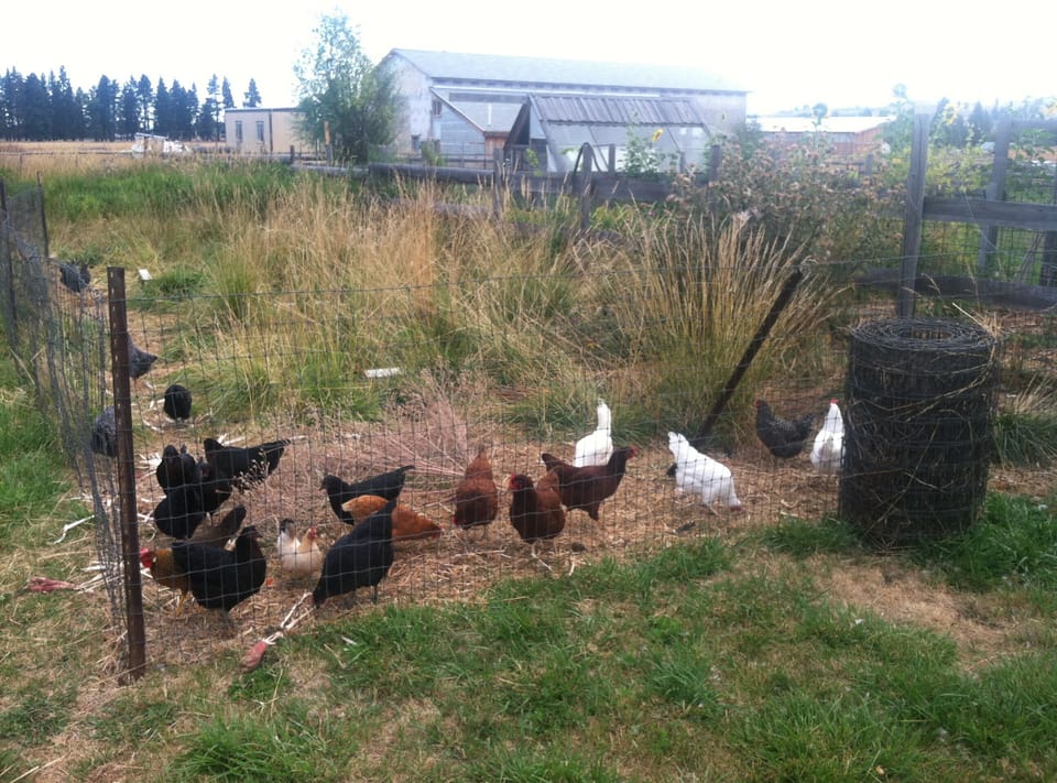 Chickens, supply eggs available for your enjoyment during your stay. 