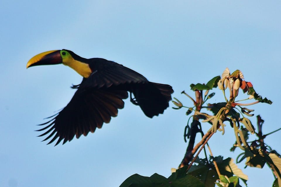 Toucan caught taking flight.  Photo from upstairs bedroom.