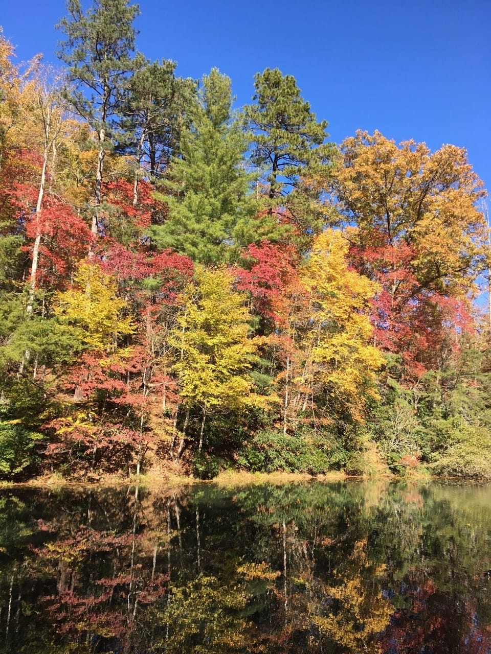 Pond in the Fall
