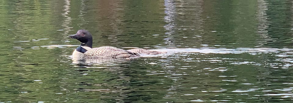 You'll find loons on most ponds. Please give them space.