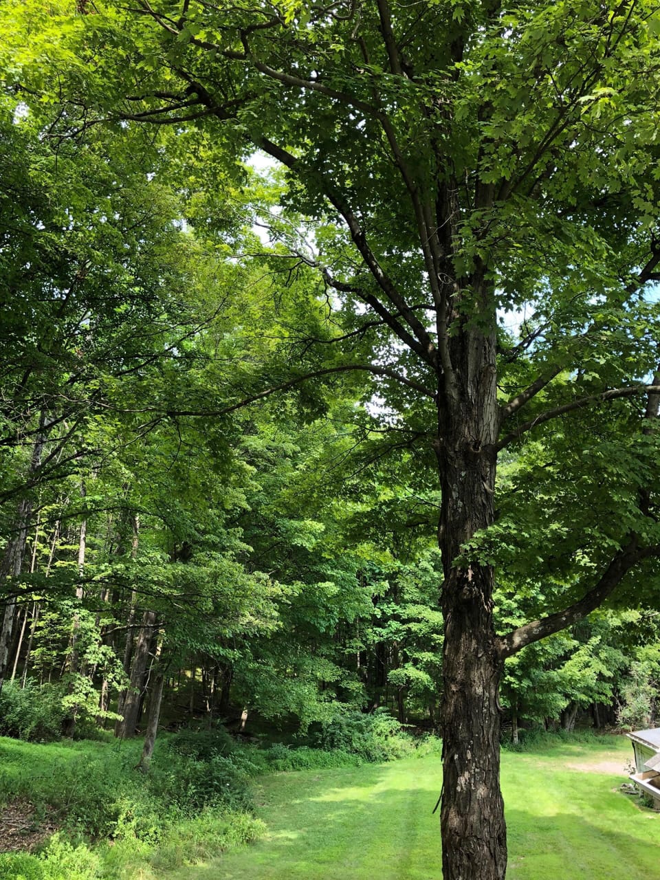 Side Yard View from Green Bedroom