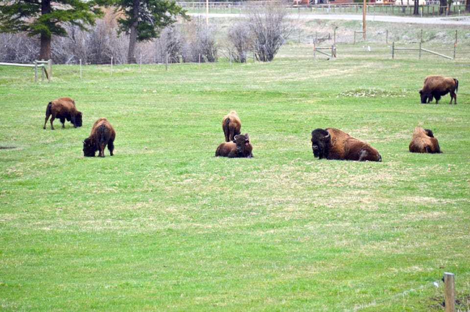 Domestic bison herd in neighboring field