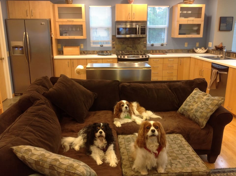 Open concept kitchen and living room