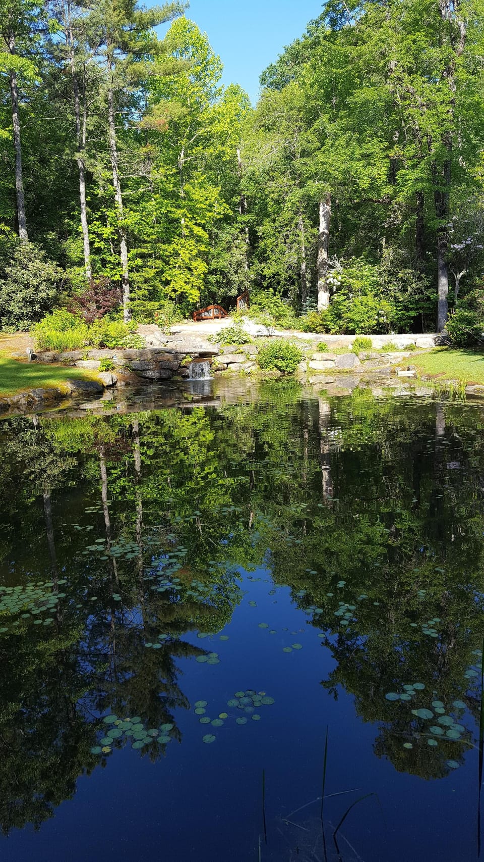 Front yard pond and waterfall