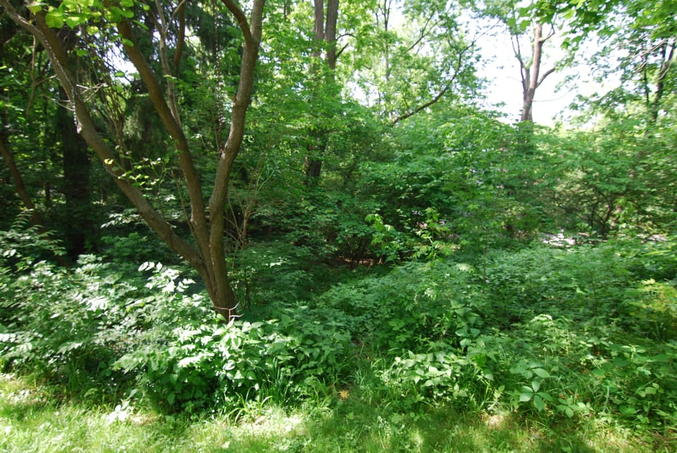 View of yard from Patio