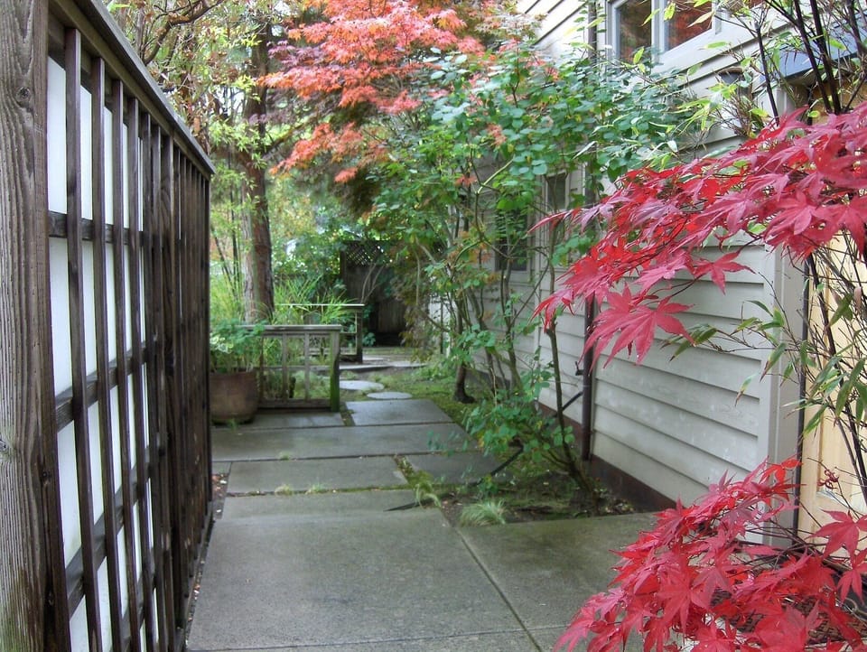 Beautiful Maple and Bamboo