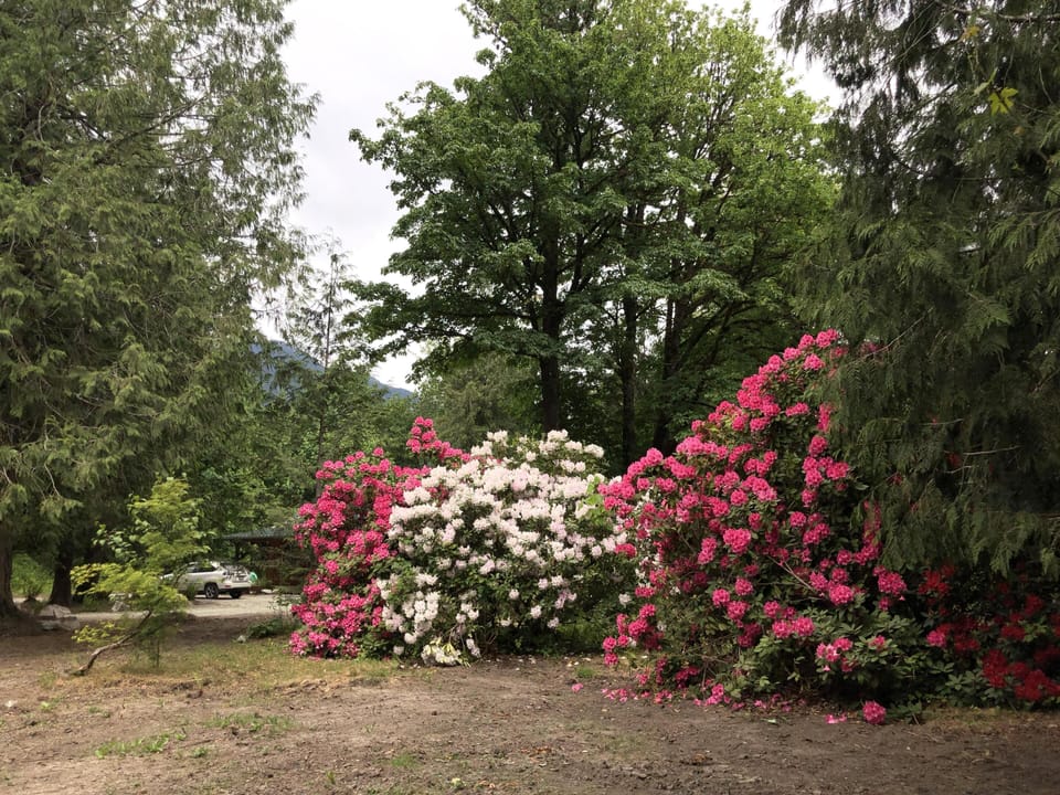 Rhody Season! (mid-April to mid-May)