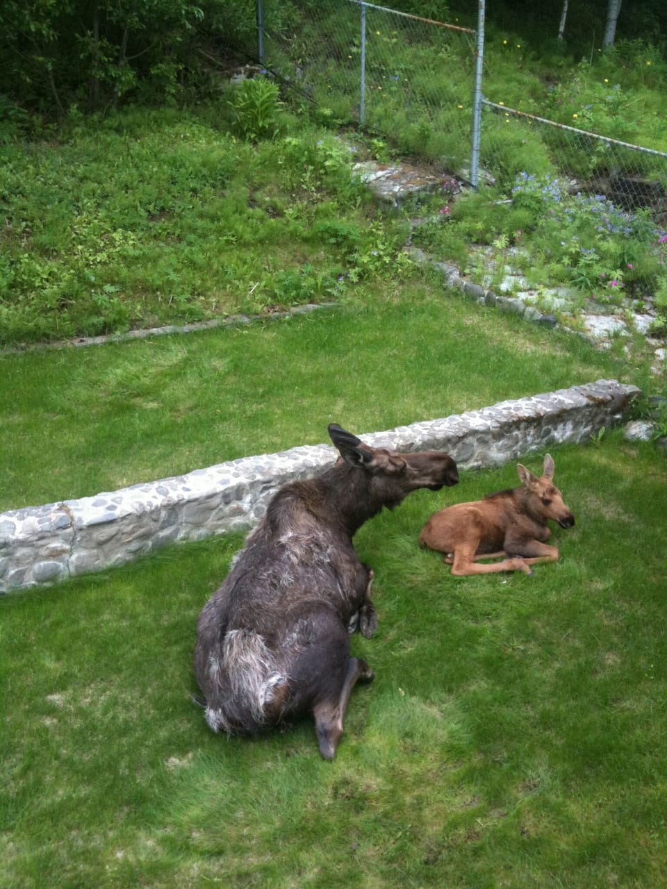 Urban wildlife!  She gave birth in our backyard two years in a row.