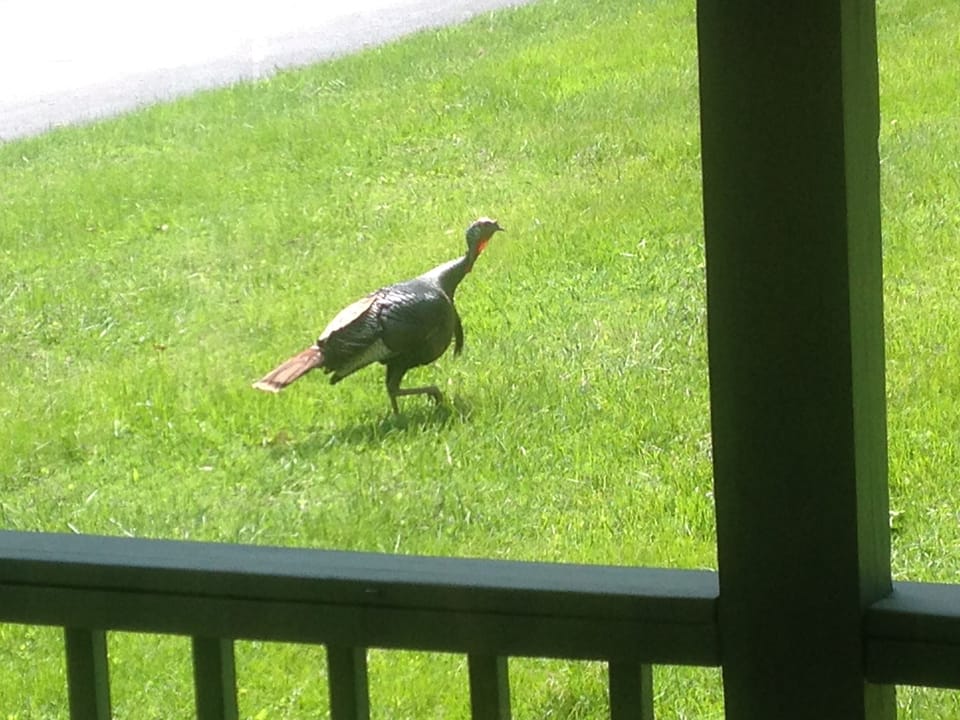 View from property
