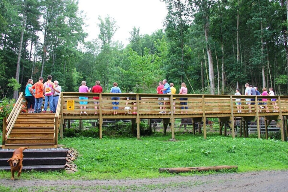 Bison Feeding Platform