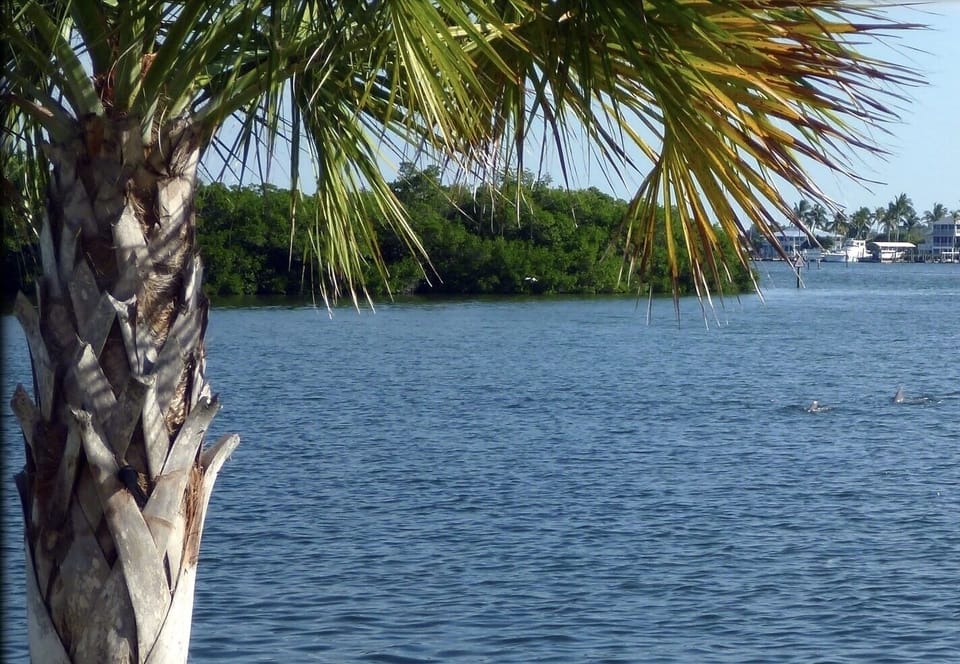 Enjoy Watching the Dolphins Playing in The Bay