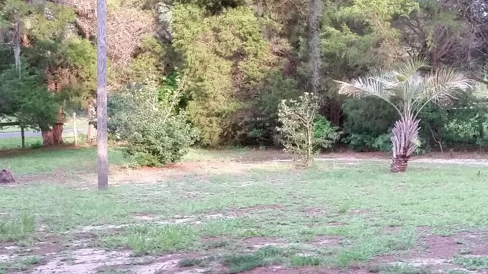 Front yard where many birds, owls and foliage can be seen.