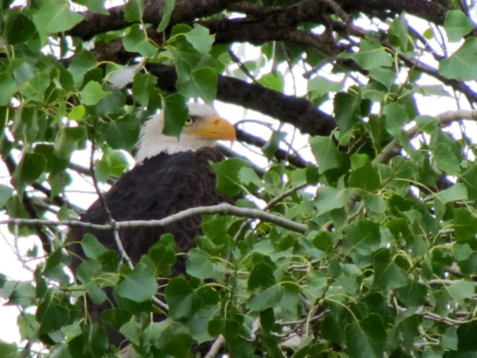 Eagle perched in tree near our house Watching with anticipation
