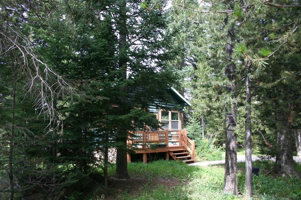 We are located in a stand of very tall, large conifers and other aspens