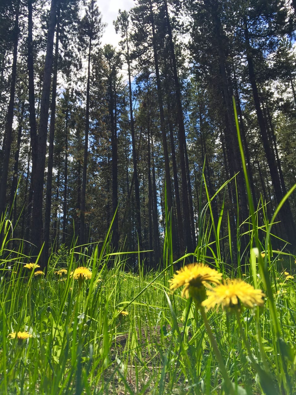 An easy walk to national forest beauty, and hiking trails