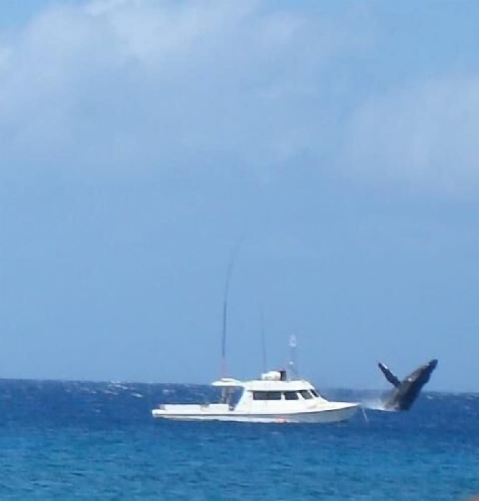 Whales breaching off Kaanapali beach (usually best Jan - Mar)