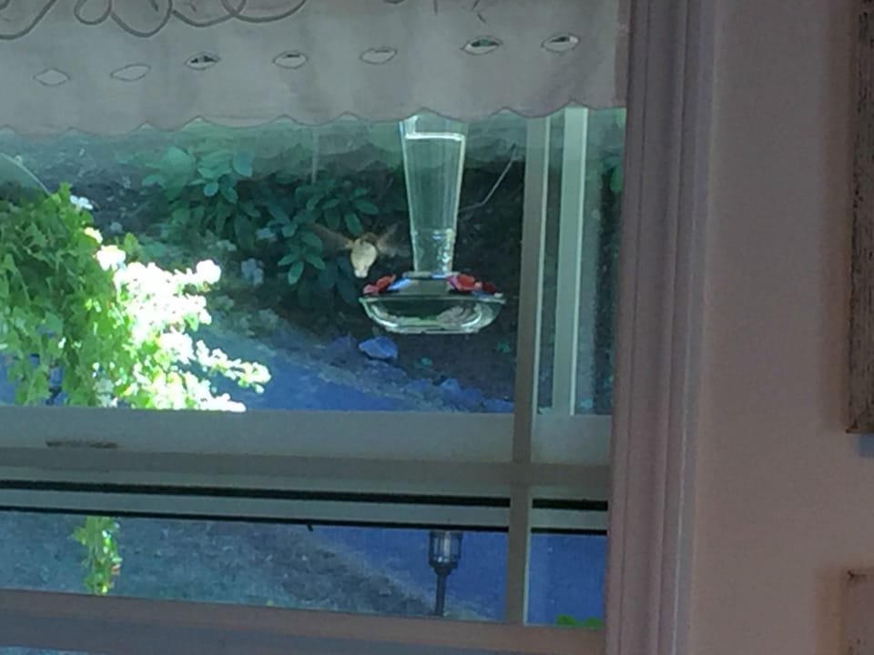 Enjoy the hummingbirds that frequent the feeders