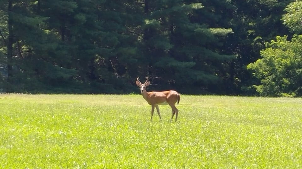 Deer are seen regularly at Bernard’s Landing.
