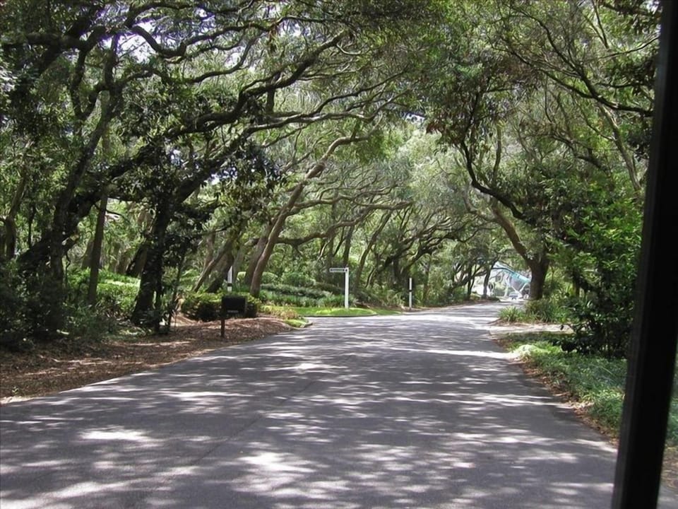 Beach  Walker Road Oak Canopy