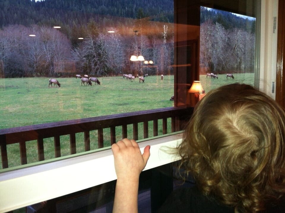 Wildlife viewing is common at the Elk House!