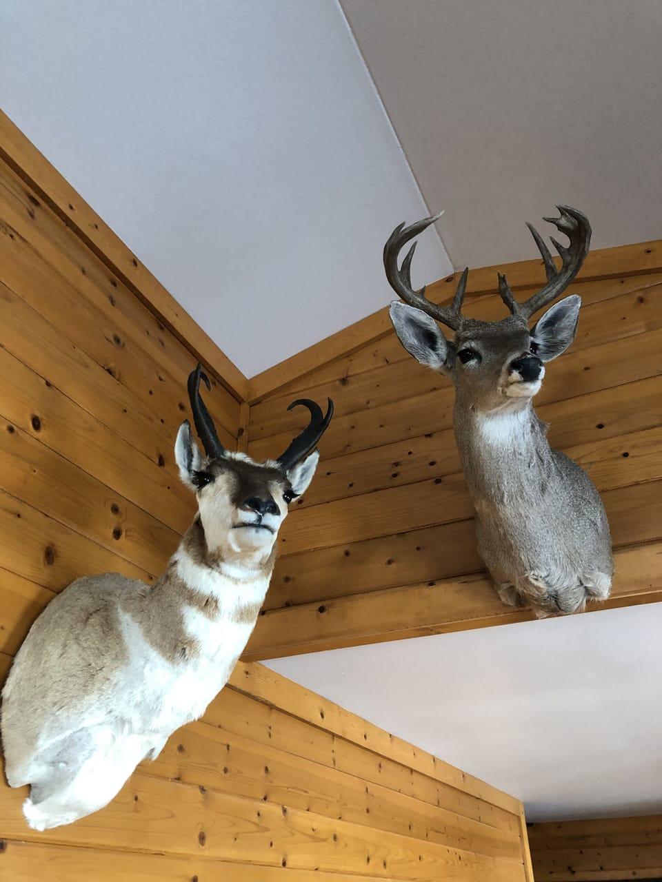 I inherited these new friends. They were my Uncles and needed a home.