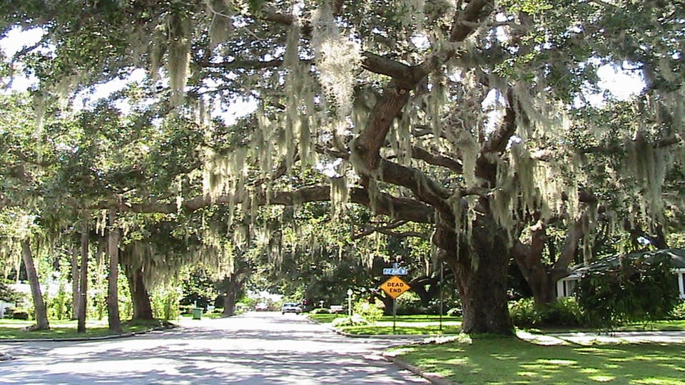 Road to Casa Encantada. Old oaks and southern spanish moss. Old Florida charm.