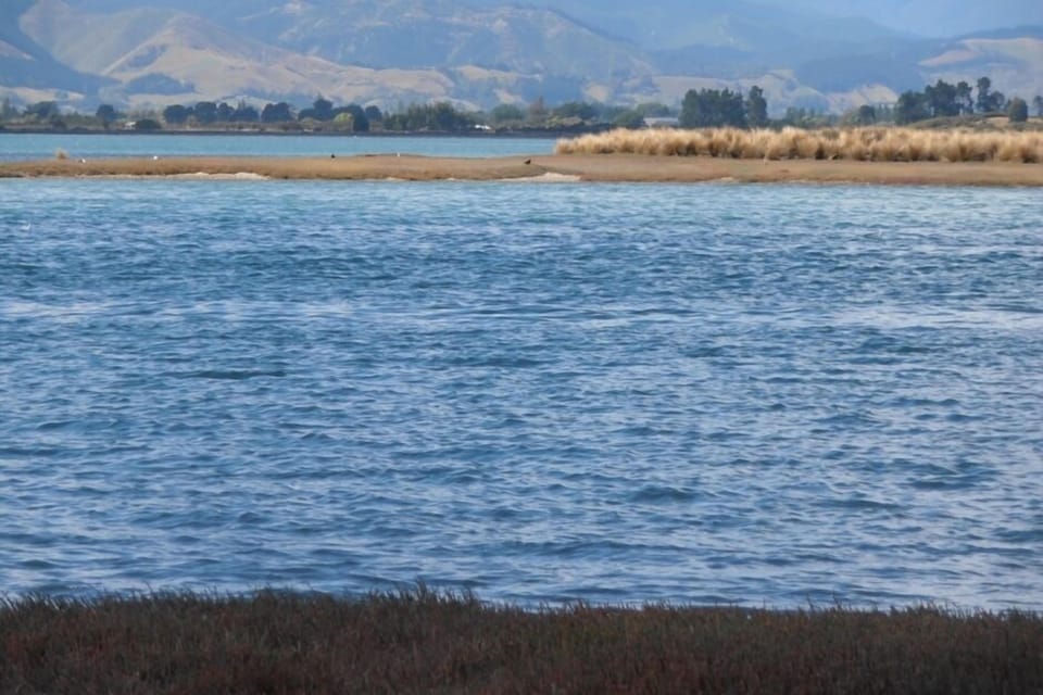 Grossi Point end of our street Godwits home