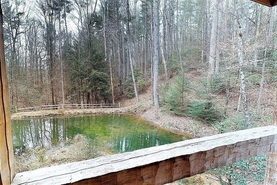 View of the pond