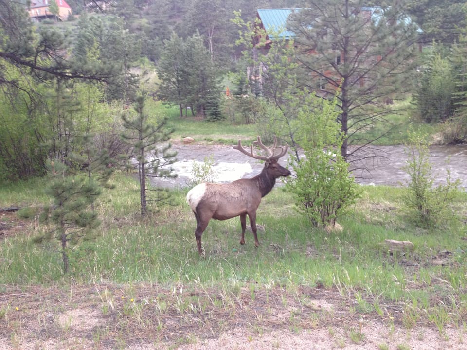 Elk, moose, fox, and an occasional bear are seen in the Village