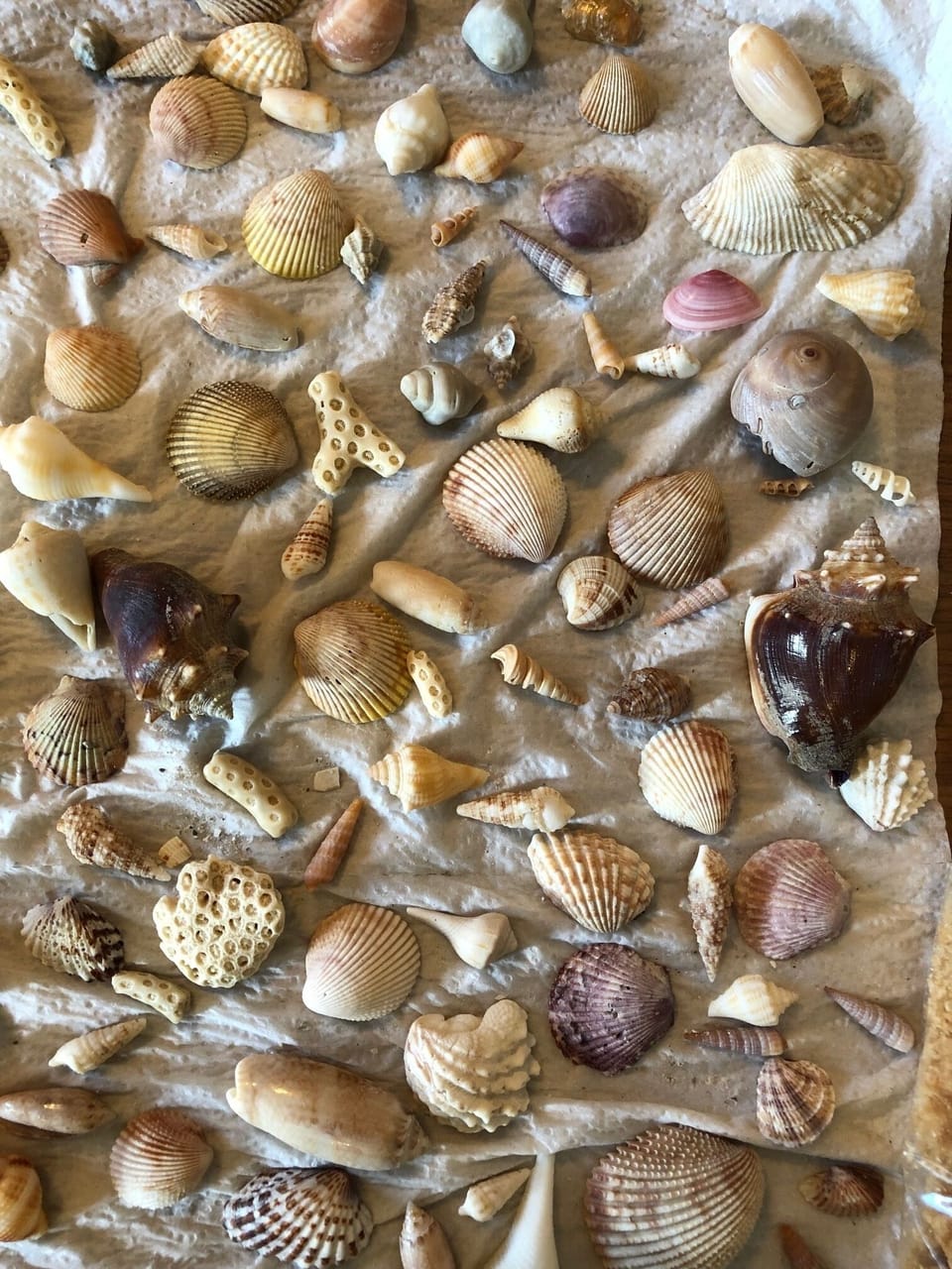 Sampling if various kinds of shells found on quiet/uncrowded beach walks in 2019