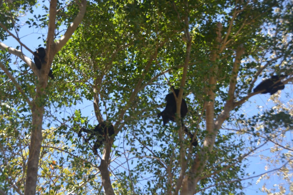 Howler Monkey families hanging out in our back yard