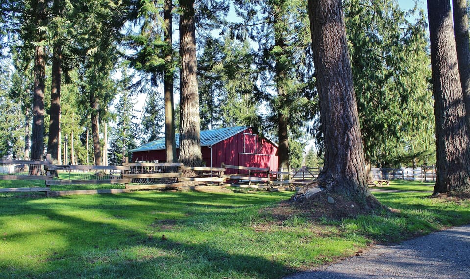 Barn & animal pastures, ask about feeding the sheep, steers, and chickens, EGGS!