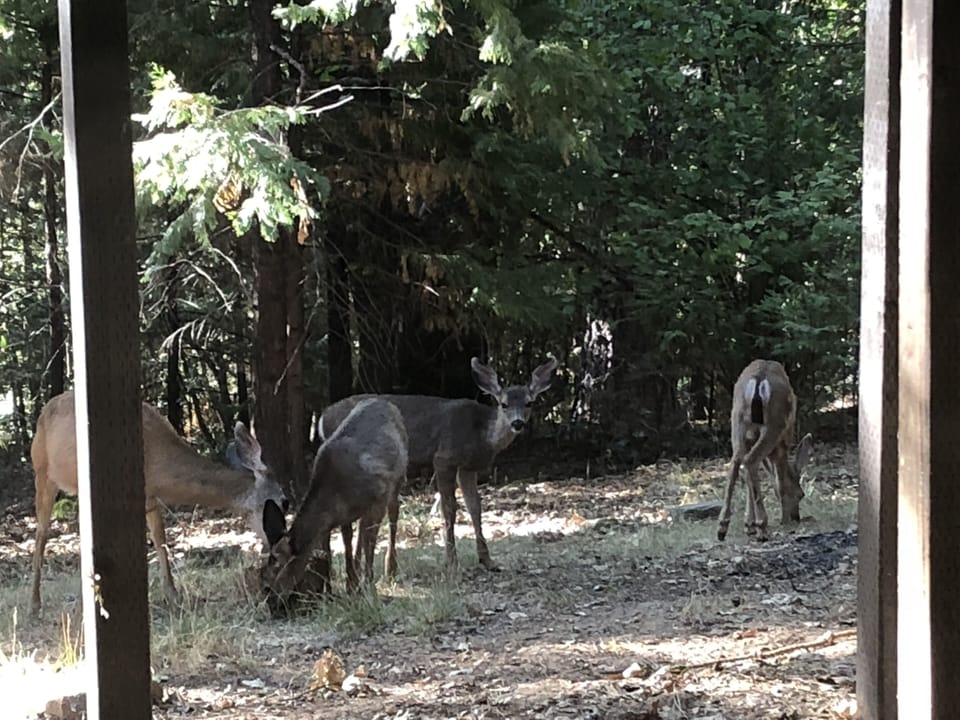 we have deer that visit often!
