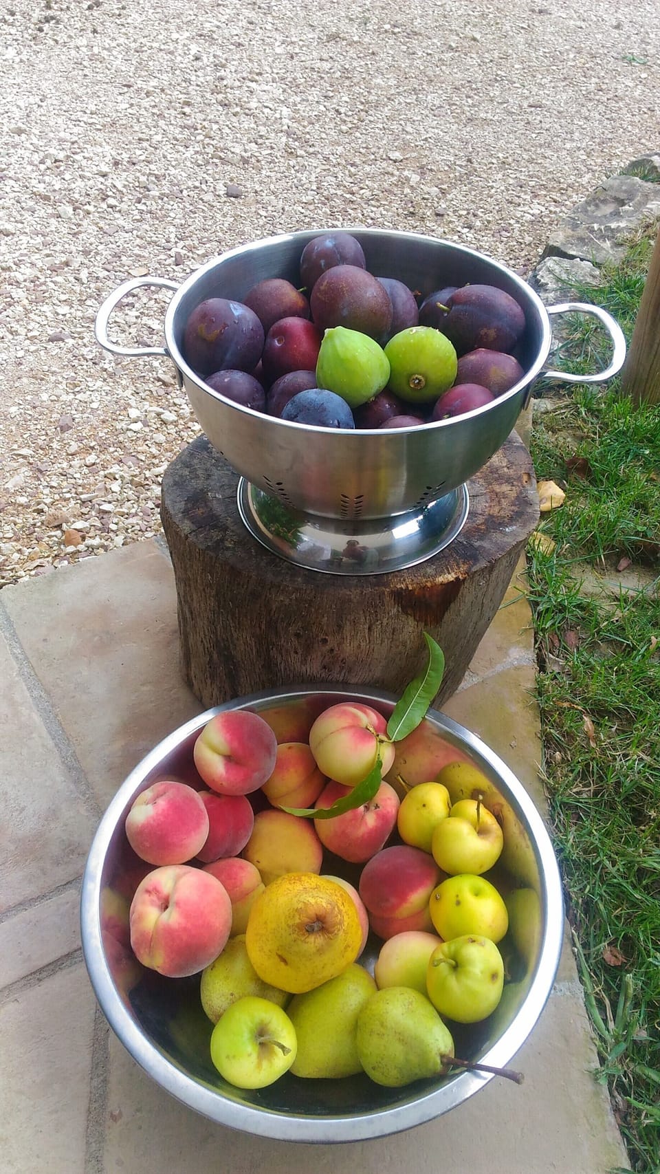 figs, peaches, pears and more from the fruit orchard in August