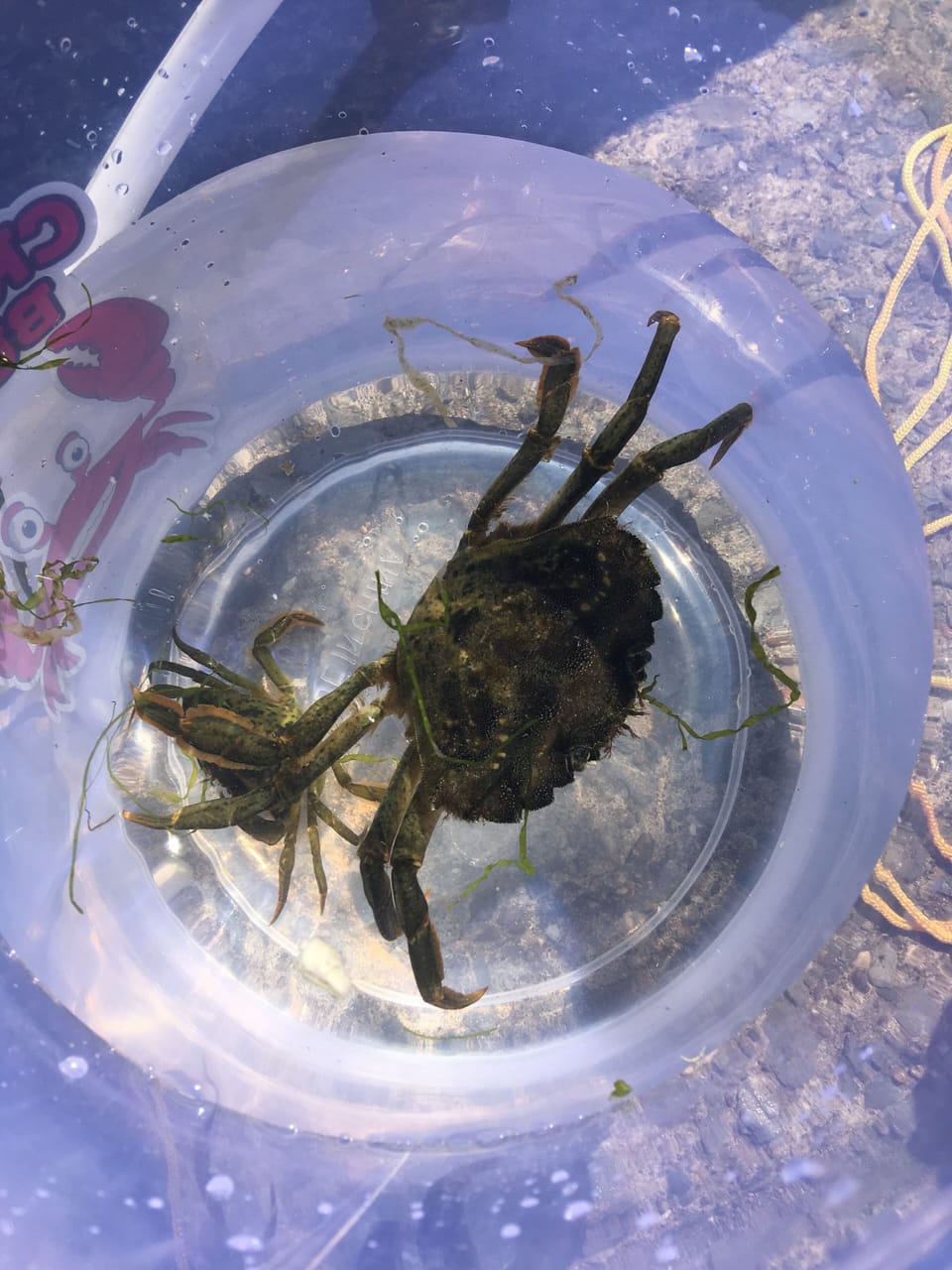 🦀🦀🦀🦀🦀