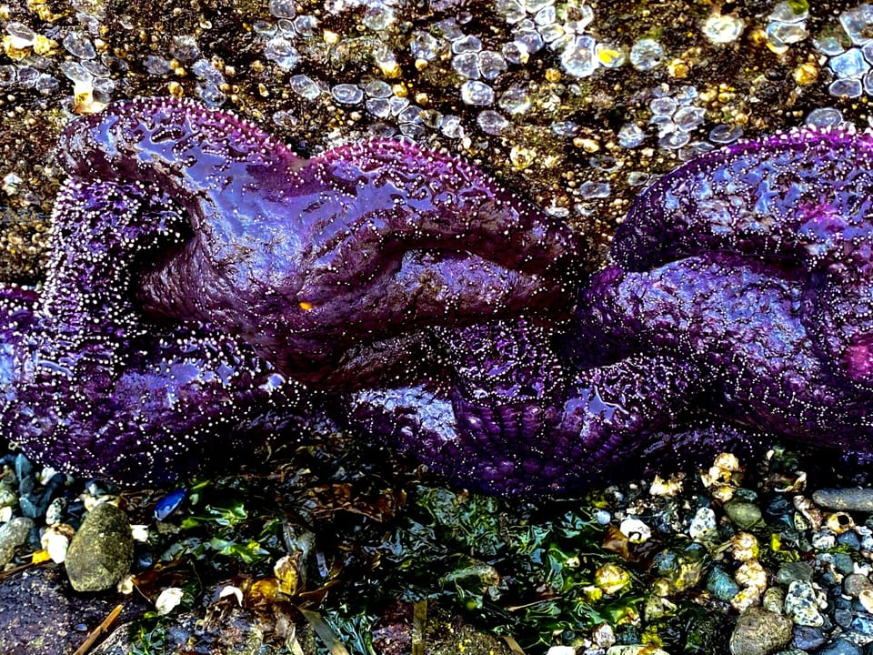Lots of starfish to see when the tides out.