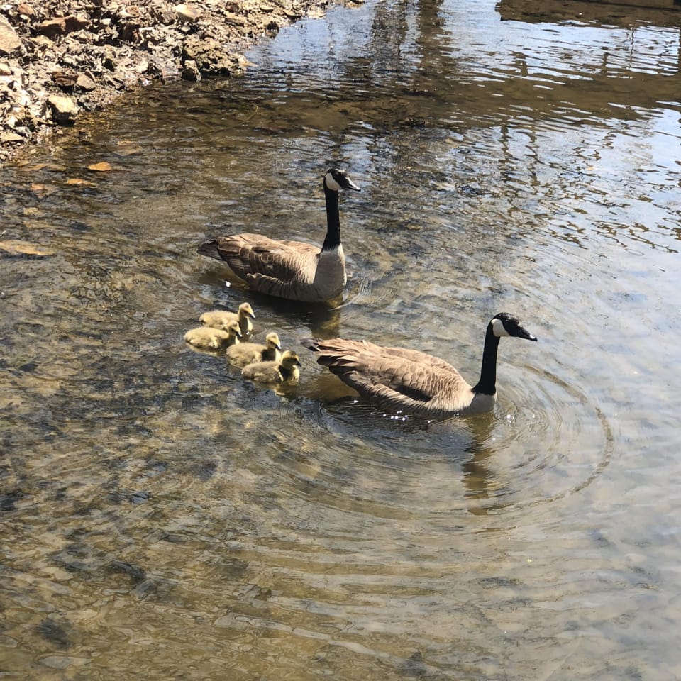 Geese Next to our Boat Dock