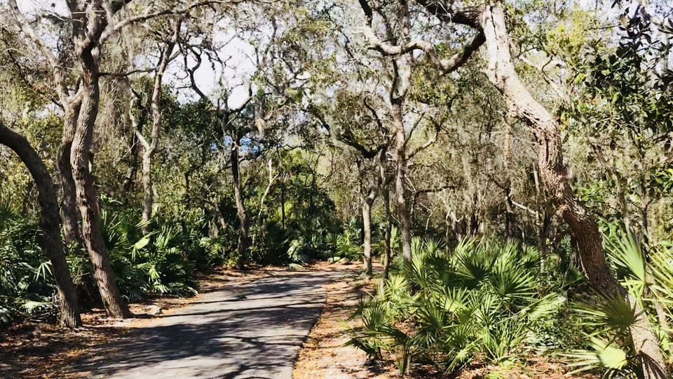 Such majestic paths to walk down just across from my home. 