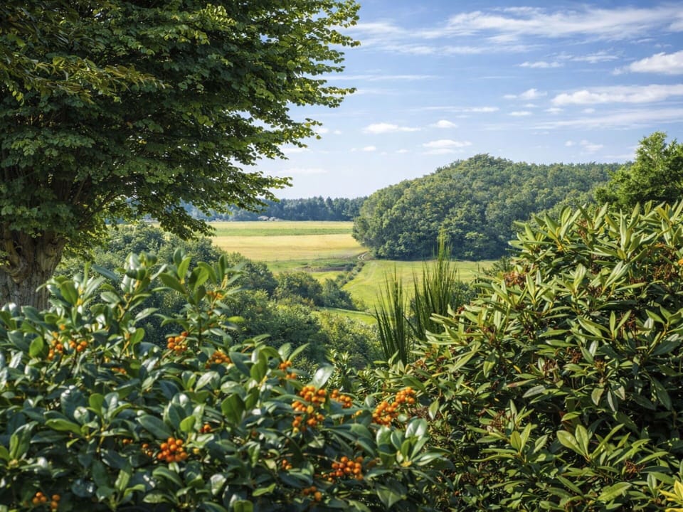 Leaf, Vegetation, Sunlight, Woody Plant, Plantation