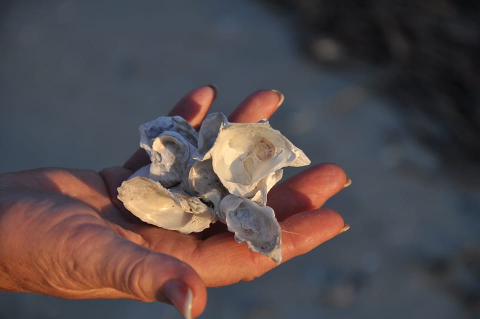 Collect interesting sea shells