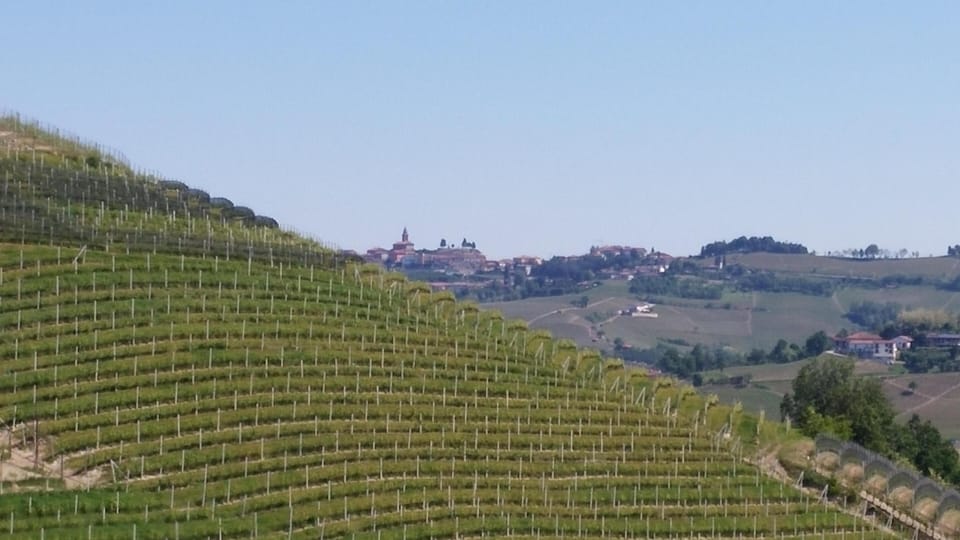 surroundings. Diano d'Alba
and its dolcetto vineyard