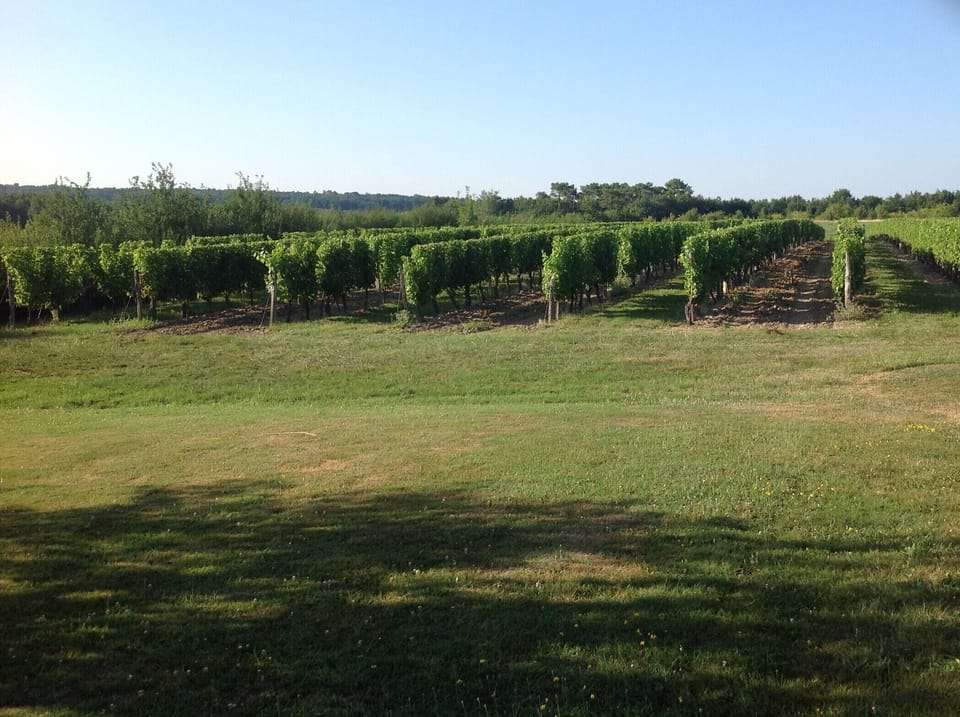 Vineyard at the end of the garden