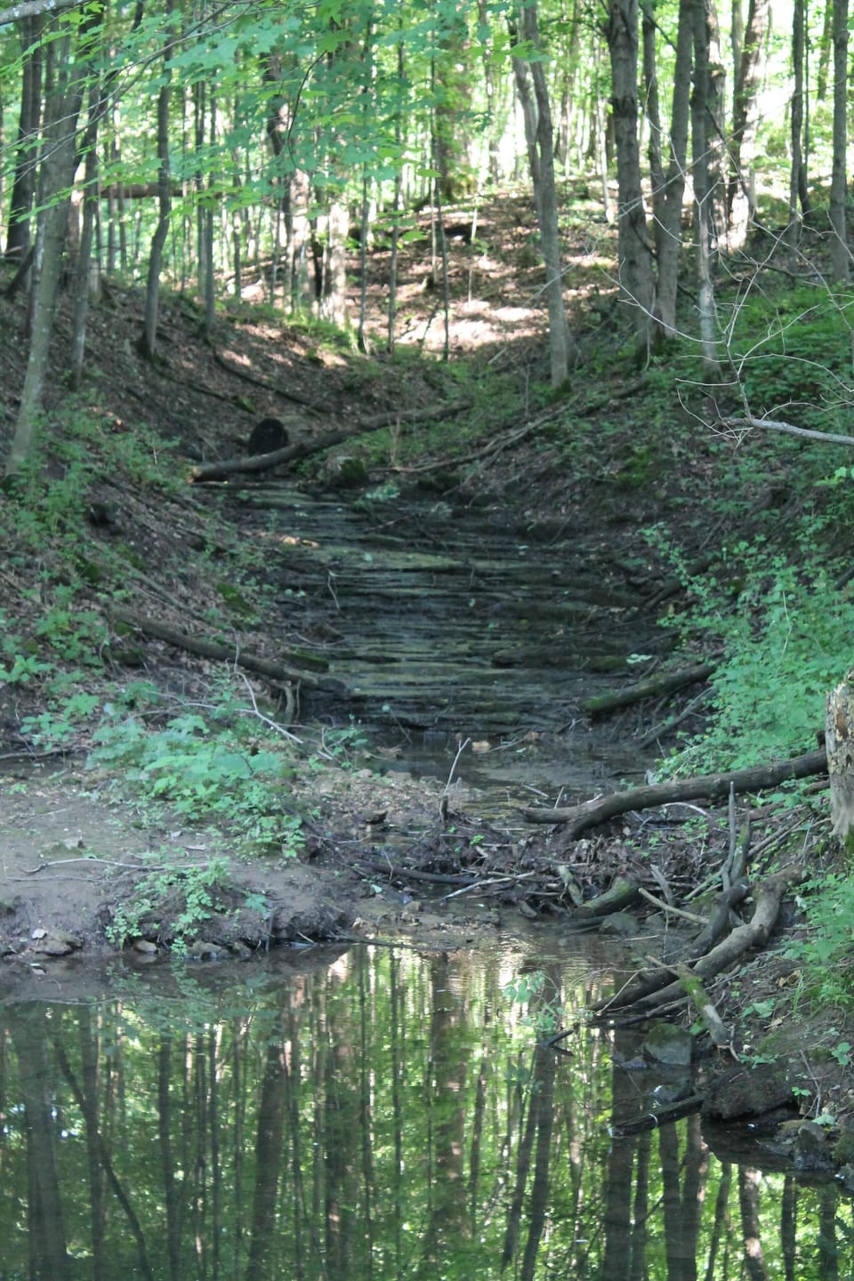 View one of the many natural springs found on the property