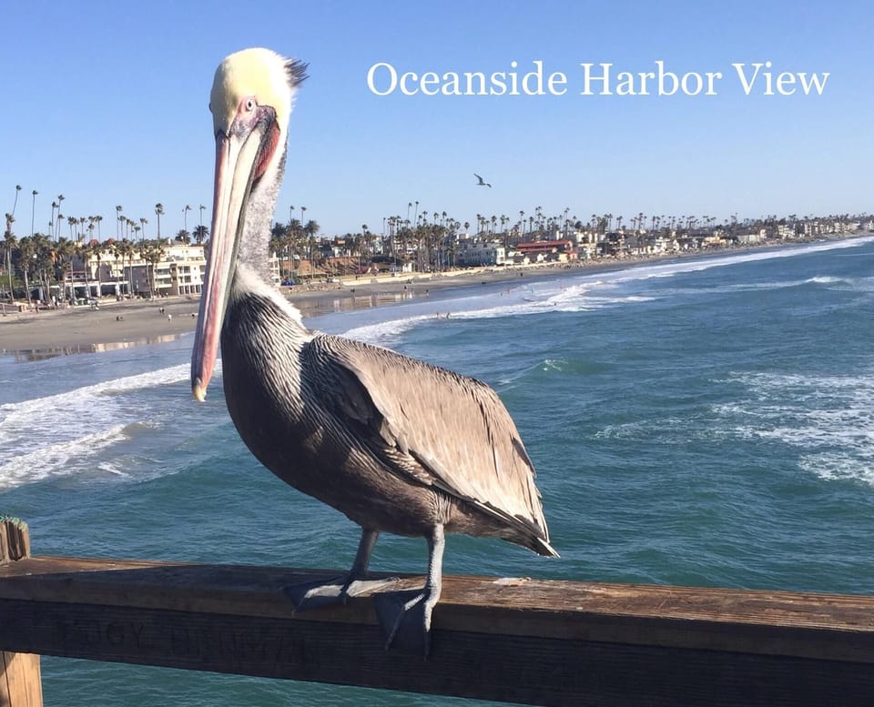 Say hello to Pete our Pelican. He loves Oceanside Harbor View and you will too.