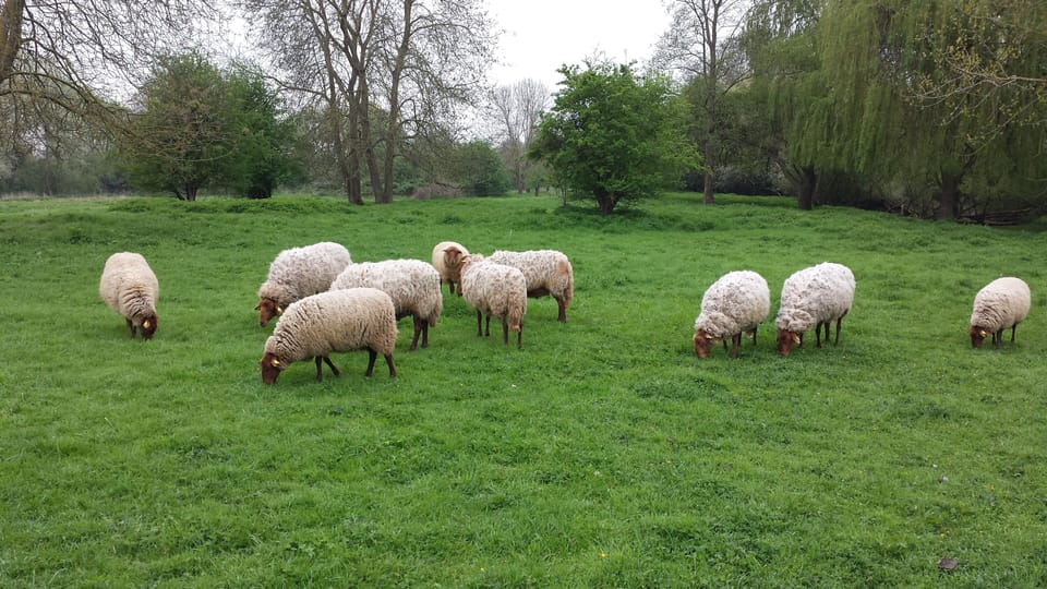 Sheep in Mesnil le Roi