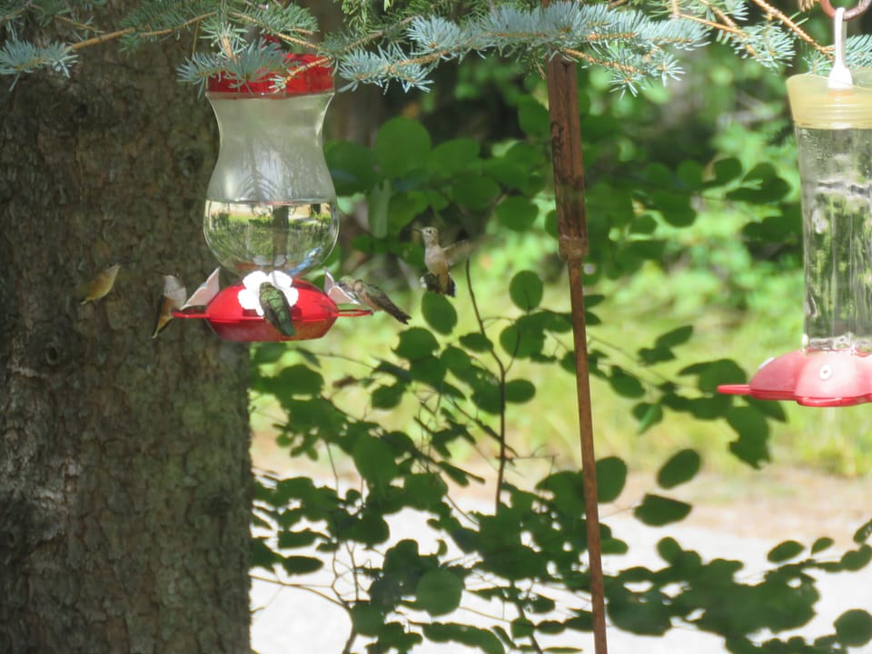 Humming Bird feeders at the Hummer House!