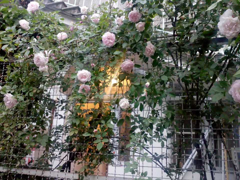 Blooming roses at the terrace