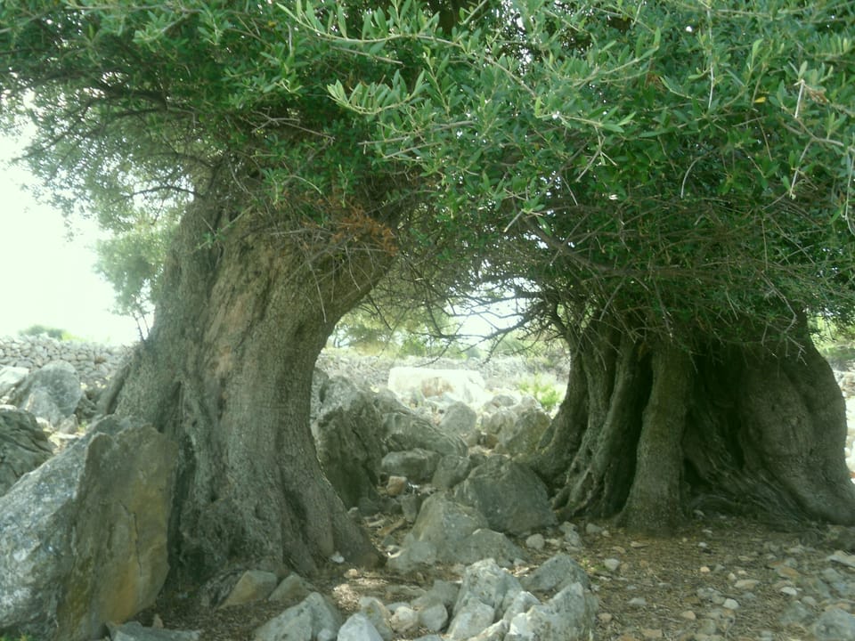 old olive trees