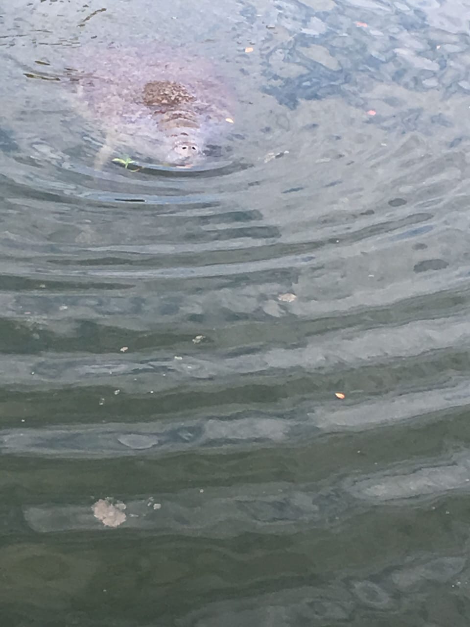 Manatee Viewing Area